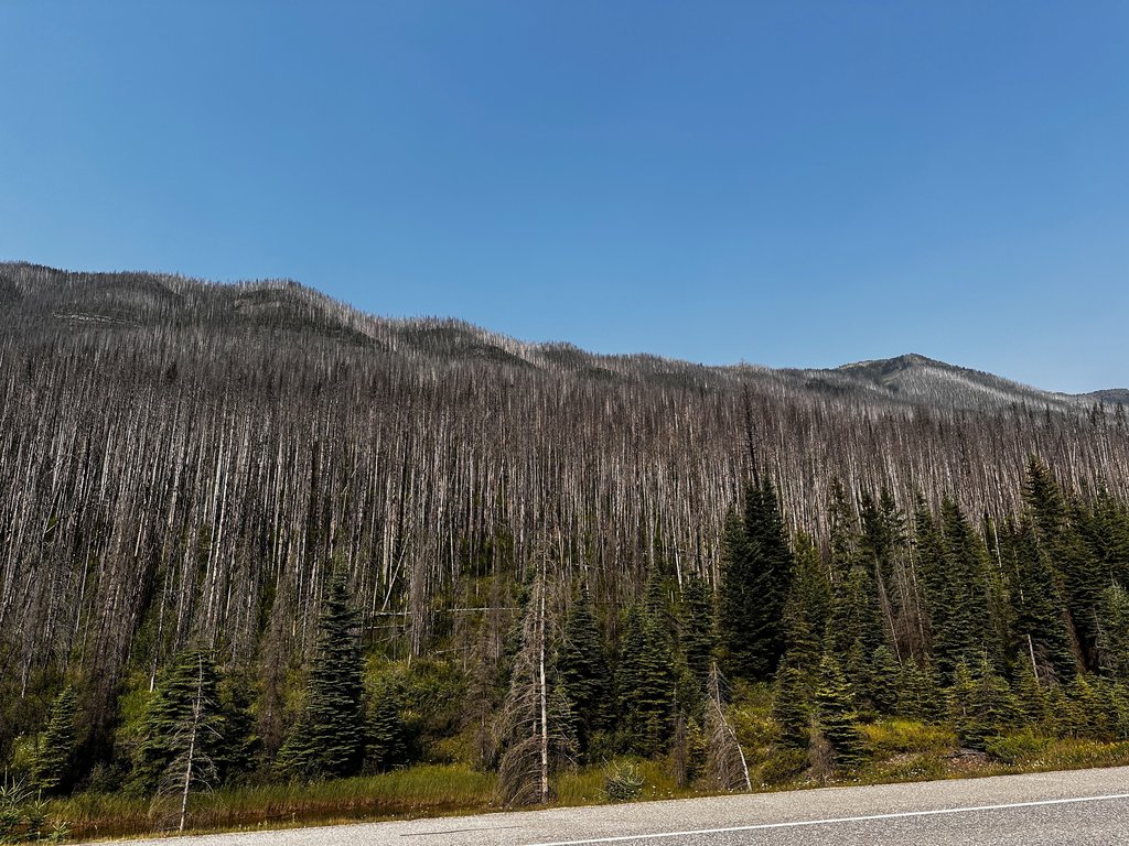 Burned forest from afar