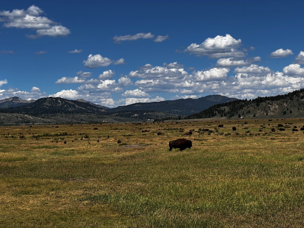 Roadside buffalo herd
