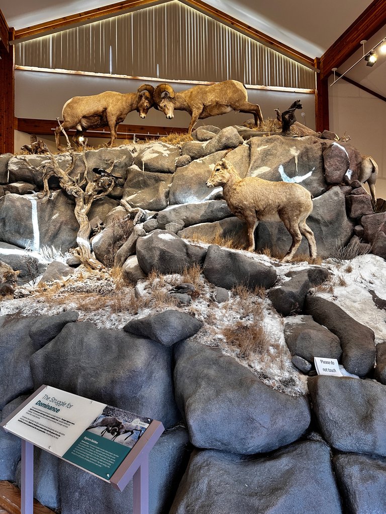 Sheep fighting