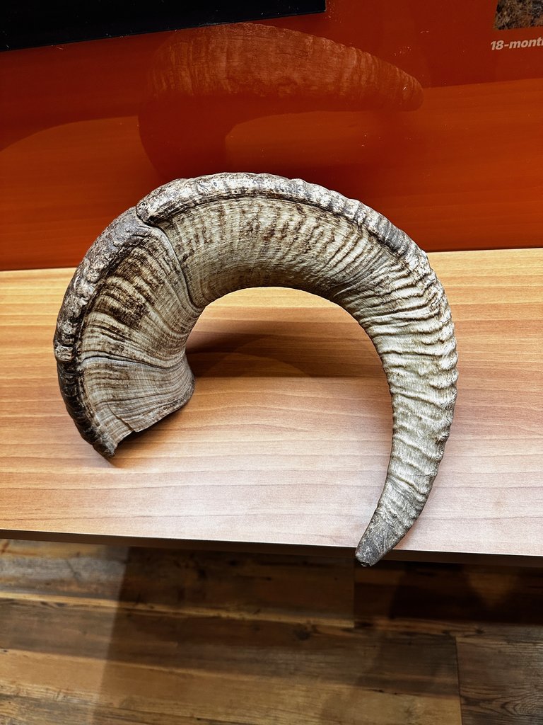 Horn rings